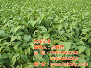 九州苗业 优质核桃苗供应商，沐阳核桃苗的领航者